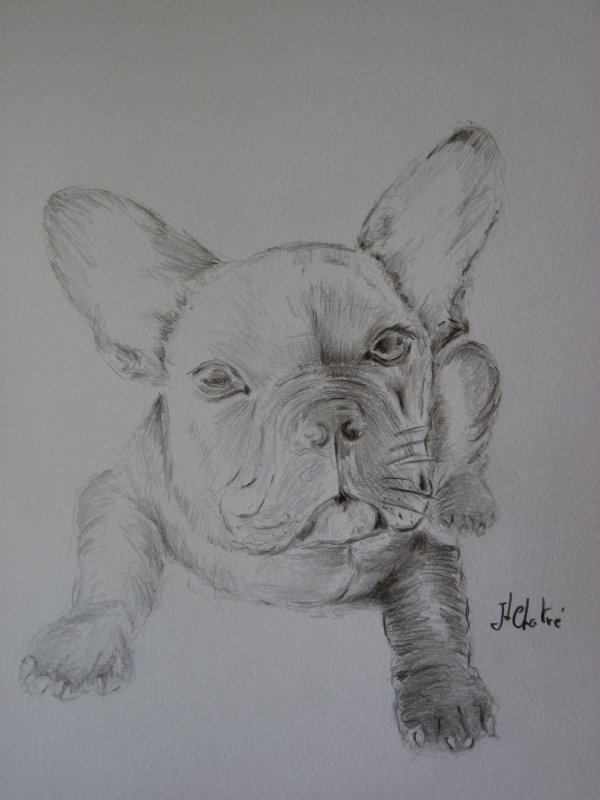 Boule dogue français