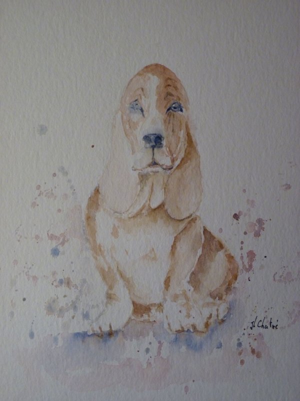 Basset