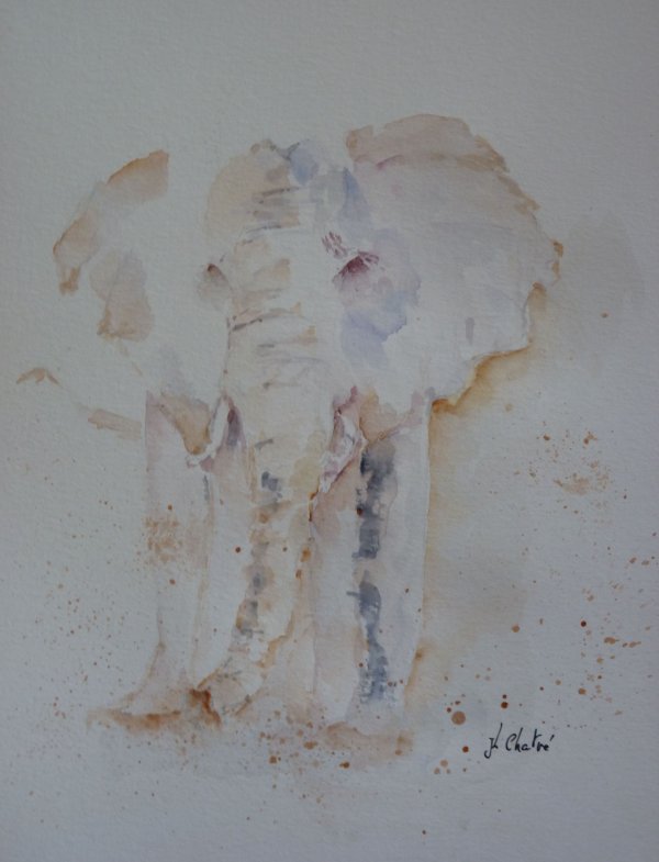 Elephant d'Afrique
