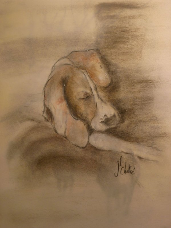 Essai 1 Beagle Claude