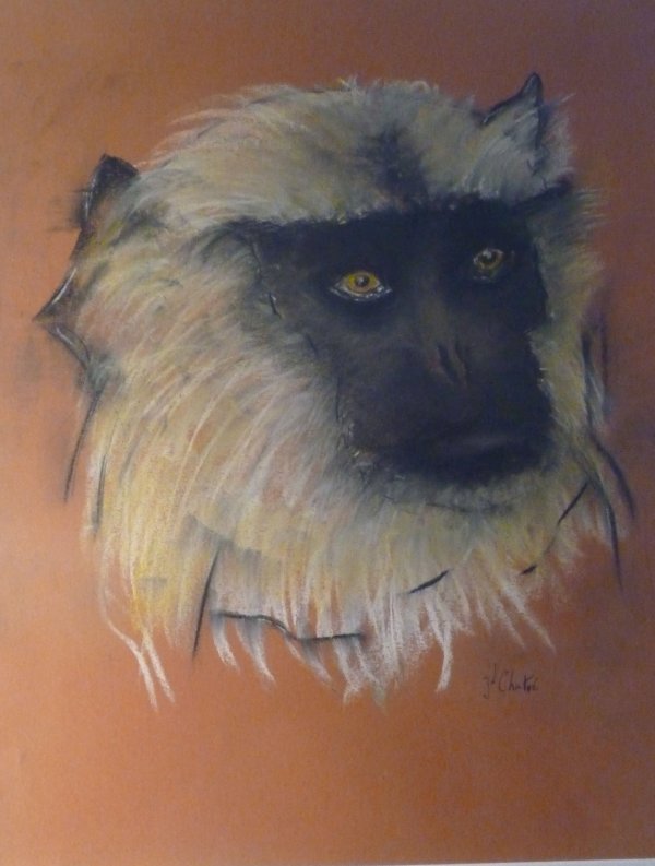 Singe barbe blanche