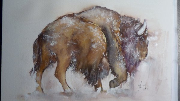 Bison du père Jean-Claude sous la neige