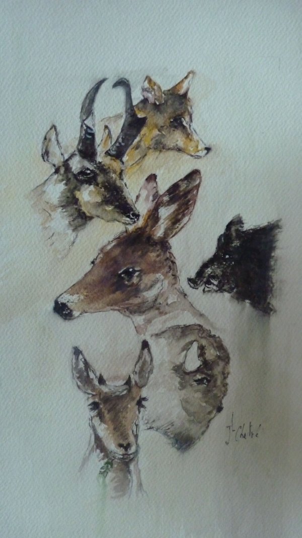 Auparc Omega