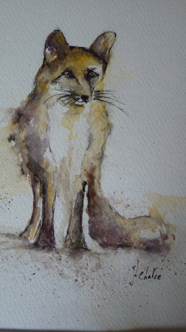 Renard qui observe