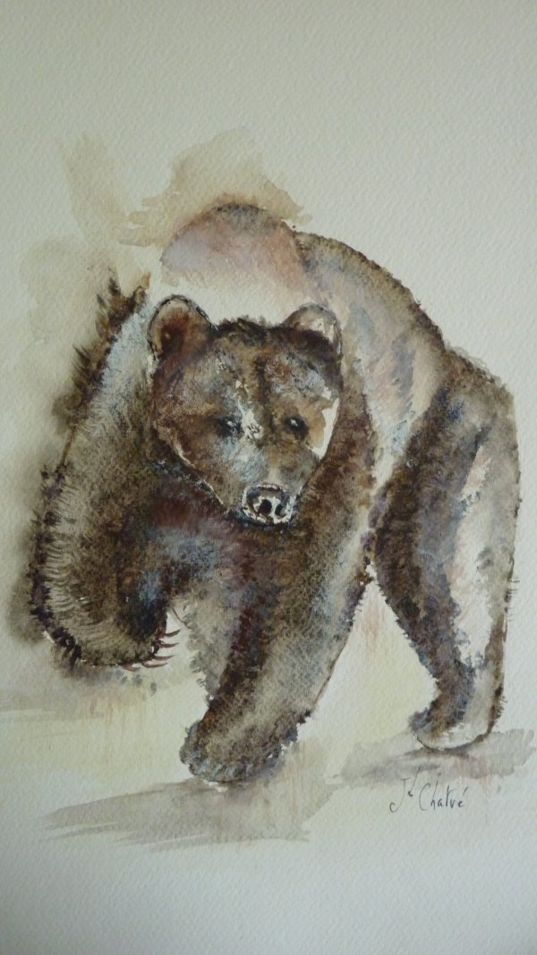 Ours brun