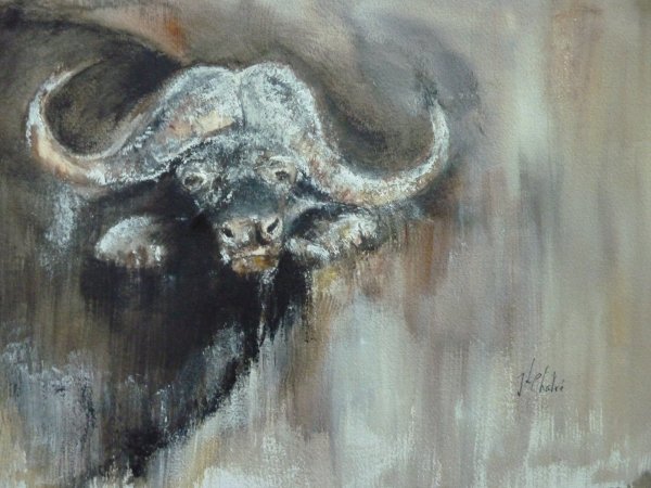 Le buffle d'Afrique du Sud