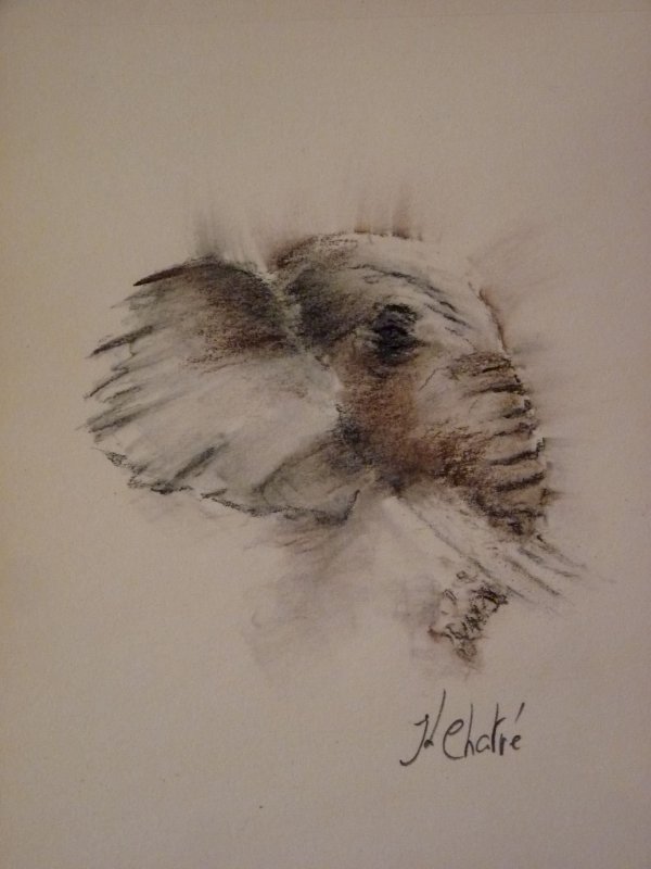 Elephant du Tarangire